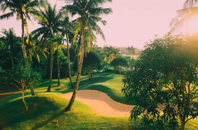 Golf course with palm trees and sand bunkers in warm light.