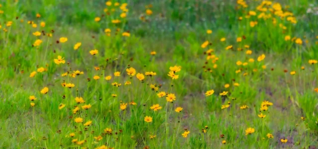 Prairie de fleurs sauvages en bordure de parcours