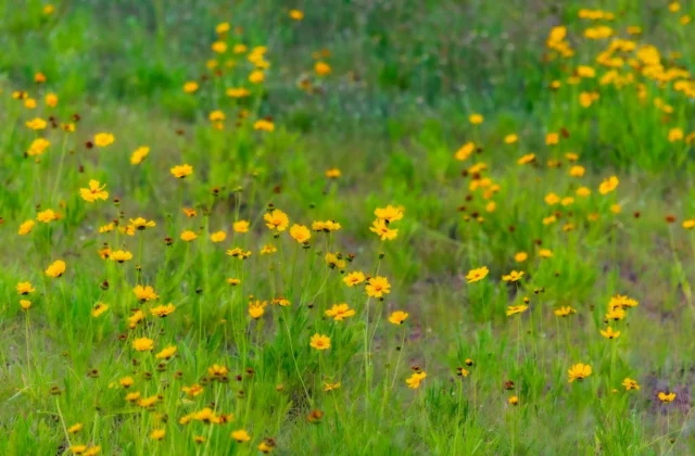 Prairie de fleurs sauvages en bordure de parcours