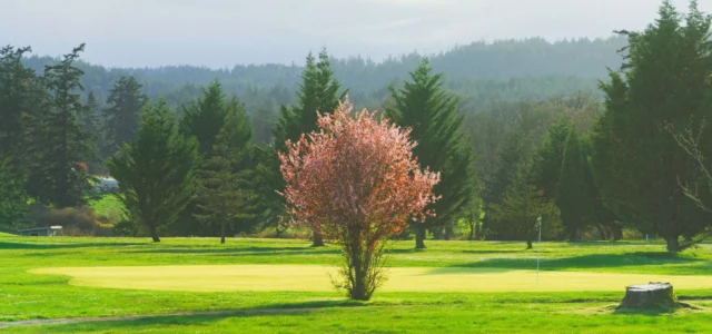 Blühender Baum am Fairway im Frühling