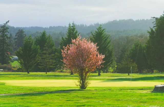 Blühender Baum am Fairway im Frühling